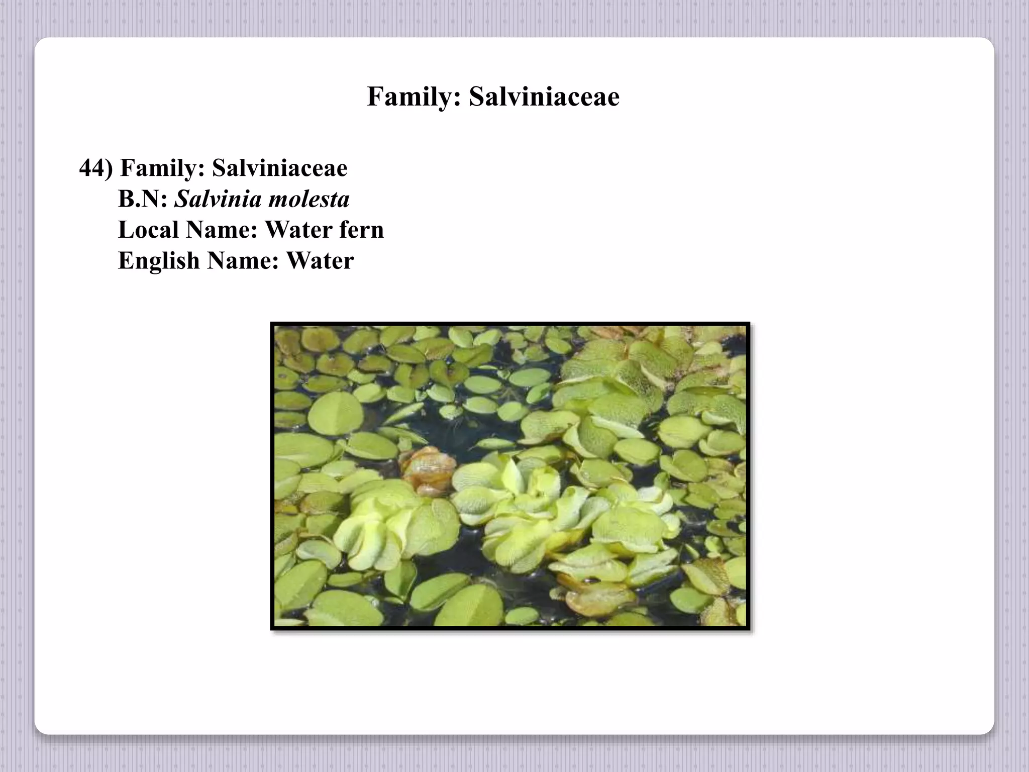 Family: Salviniaceae
44) Family: Salviniaceae
B.N: Salvinia molesta
Local Name: Water fern
English Name: Water
 