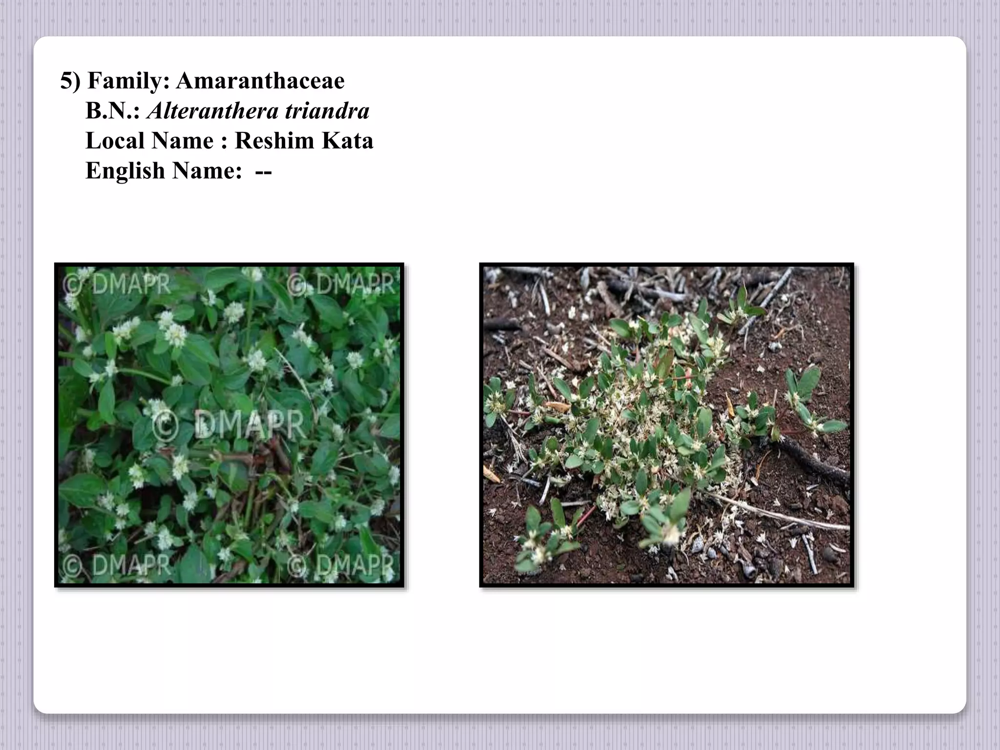 5) Family: Amaranthaceae
B.N.: Alteranthera triandra
Local Name : Reshim Kata
English Name: --
 