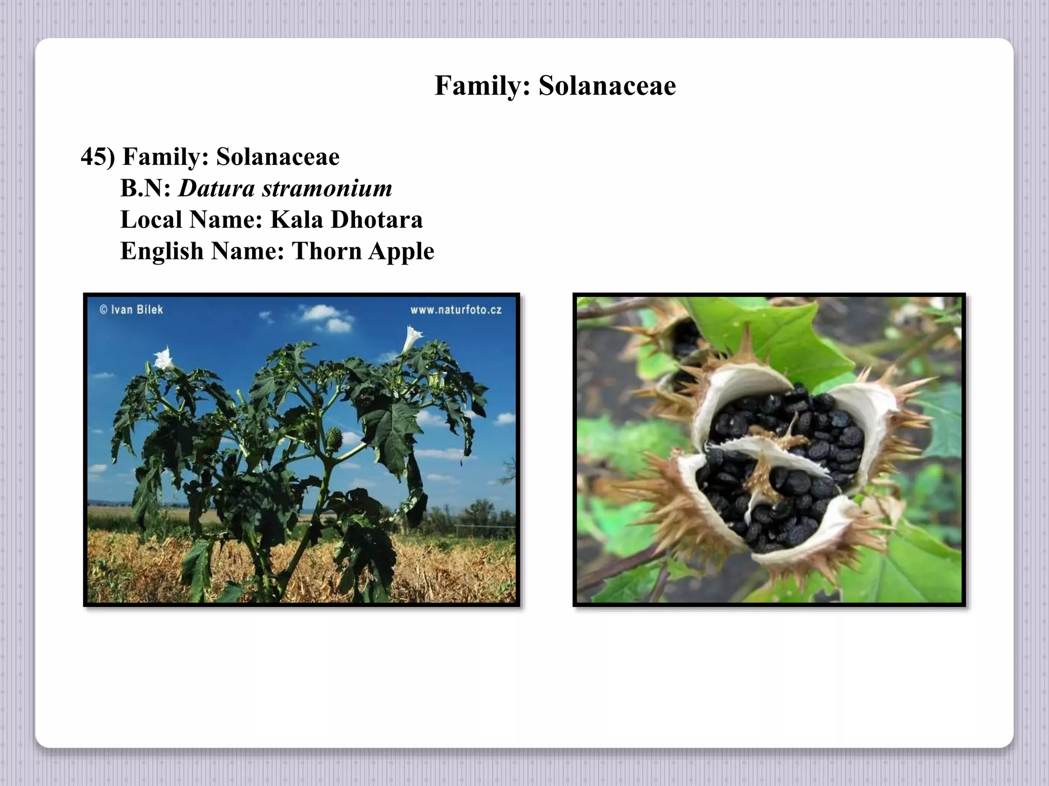 Family: Solanaceae
45) Family: Solanaceae
B.N: Datura stramonium
Local Name: Kala Dhotara
English Name: Thorn Apple
 