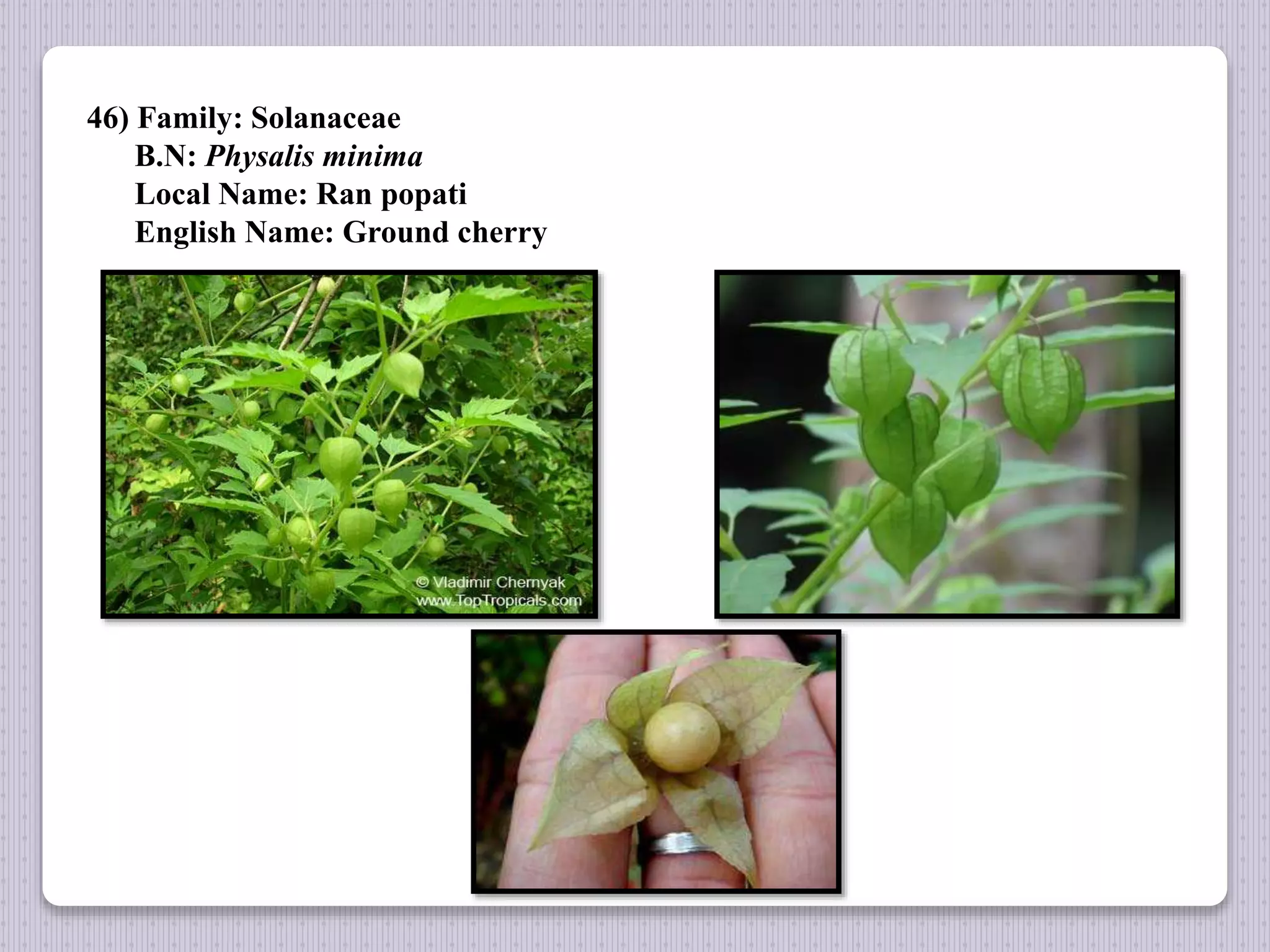 46) Family: Solanaceae
B.N: Physalis minima
Local Name: Ran popati
English Name: Ground cherry
 