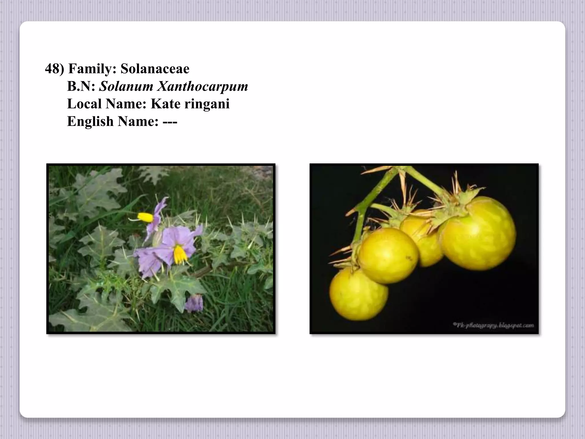 48) Family: Solanaceae
B.N: Solanum Xanthocarpum
Local Name: Kate ringani
English Name: ---
 