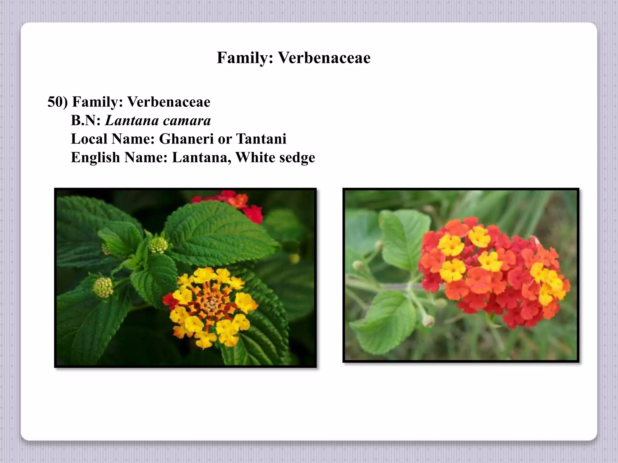 Family: Verbenaceae
50) Family: Verbenaceae
B.N: Lantana camara
Local Name: Ghaneri or Tantani
English Name: Lantana, White sedge
 