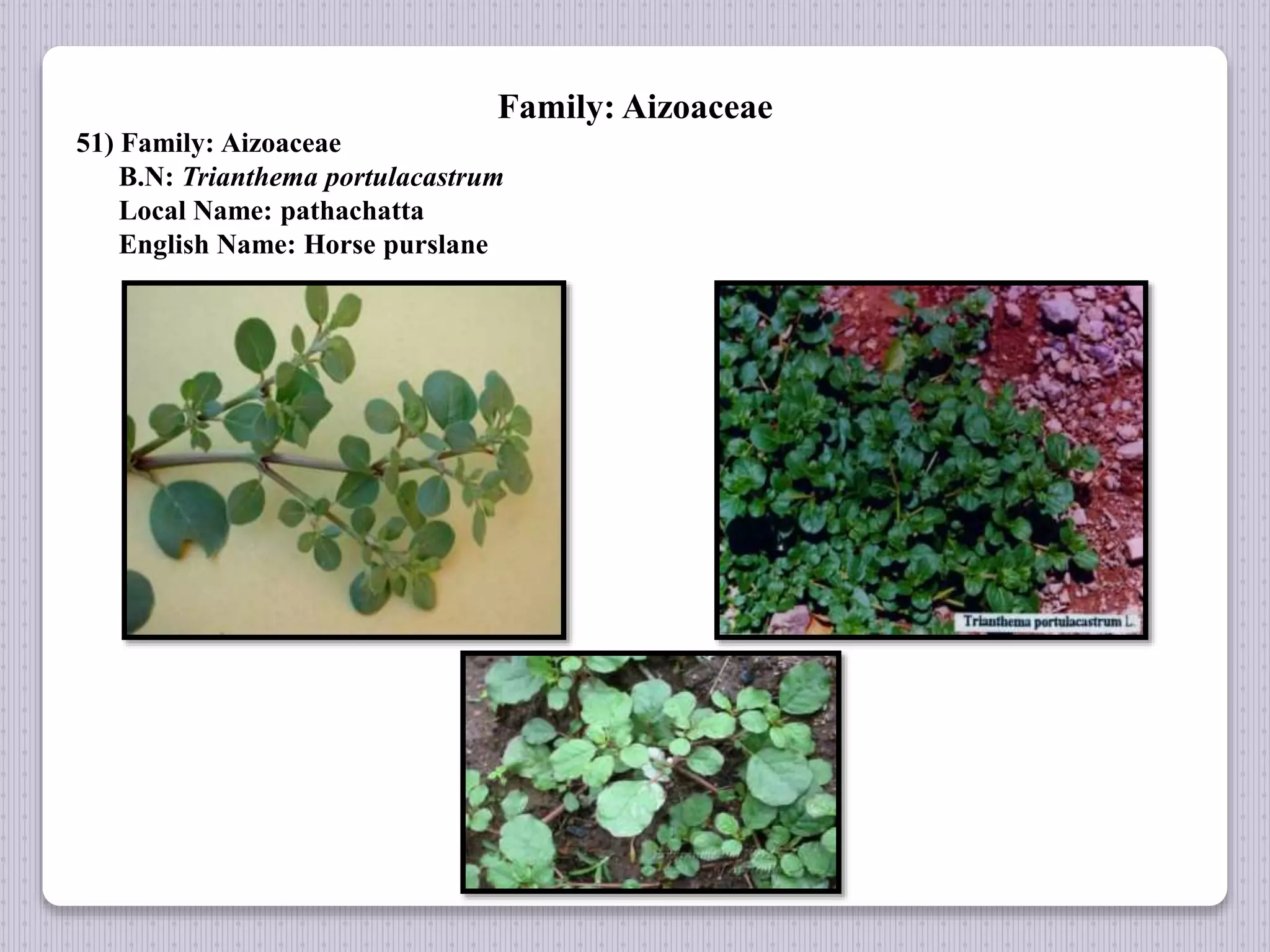 Family: Aizoaceae
51) Family: Aizoaceae
B.N: Trianthema portulacastrum
Local Name: pathachatta
English Name: Horse purslane
 