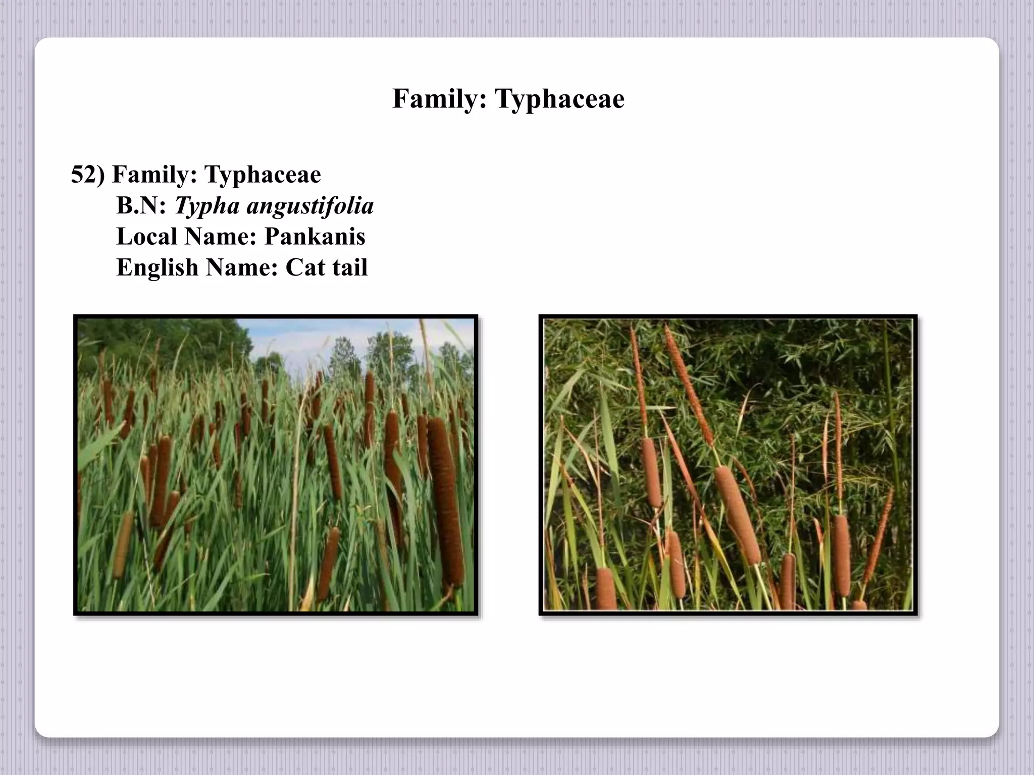 Family: Typhaceae
52) Family: Typhaceae
B.N: Typha angustifolia
Local Name: Pankanis
English Name: Cat tail
 
