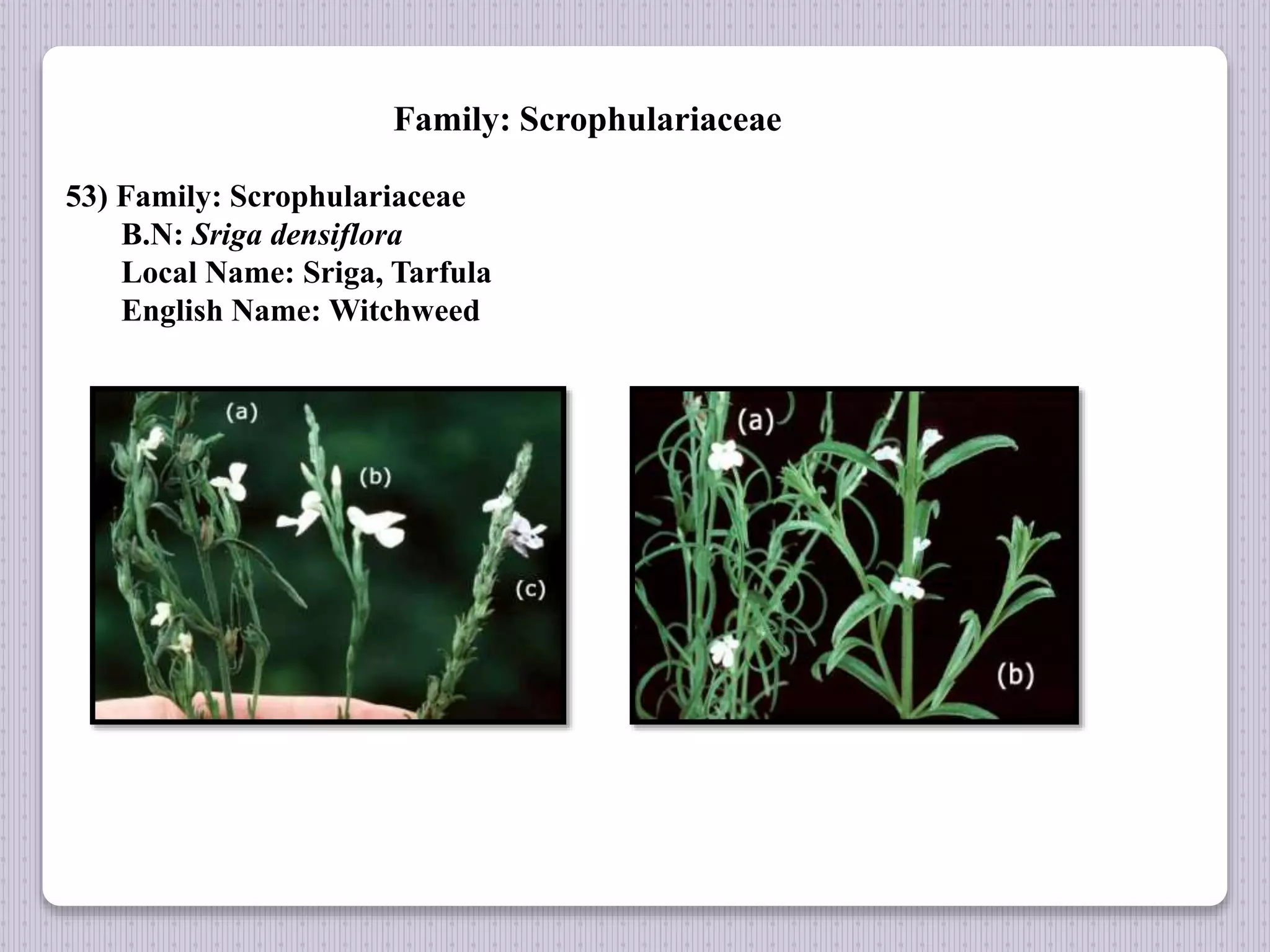 Family: Scrophulariaceae
53) Family: Scrophulariaceae
B.N: Sriga densiflora
Local Name: Sriga, Tarfula
English Name: Witchweed
 