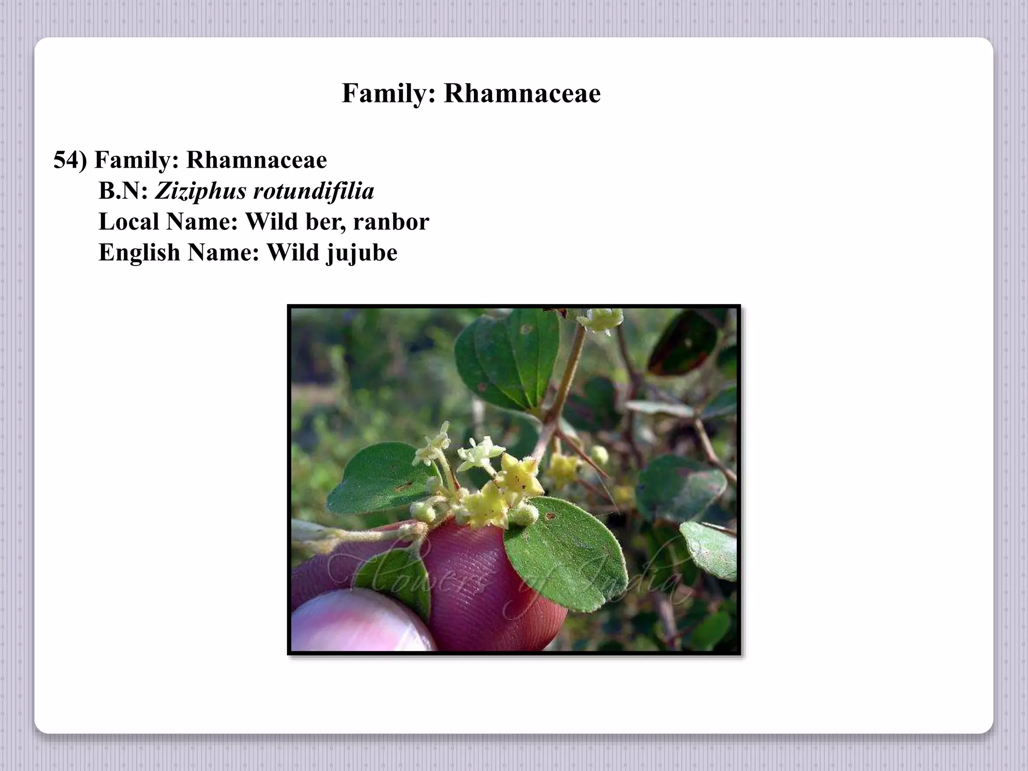 Family: Rhamnaceae
54) Family: Rhamnaceae
B.N: Ziziphus rotundifilia
Local Name: Wild ber, ranbor
English Name: Wild jujube
 