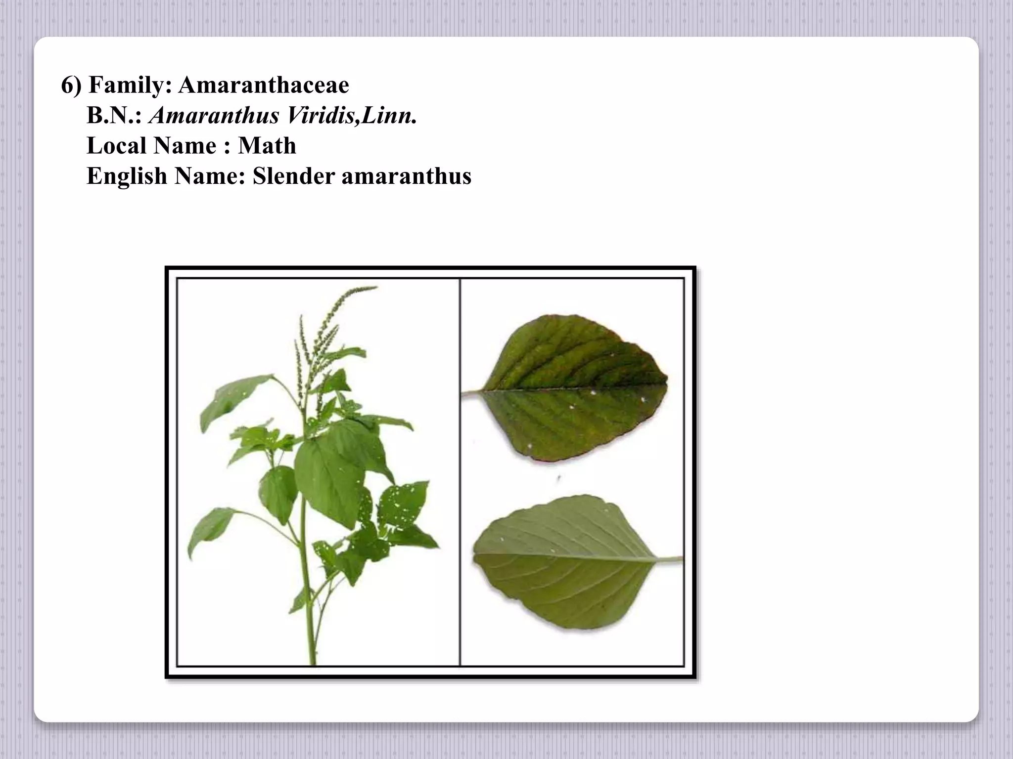 6) Family: Amaranthaceae
B.N.: Amaranthus Viridis,Linn.
Local Name : Math
English Name: Slender amaranthus
 