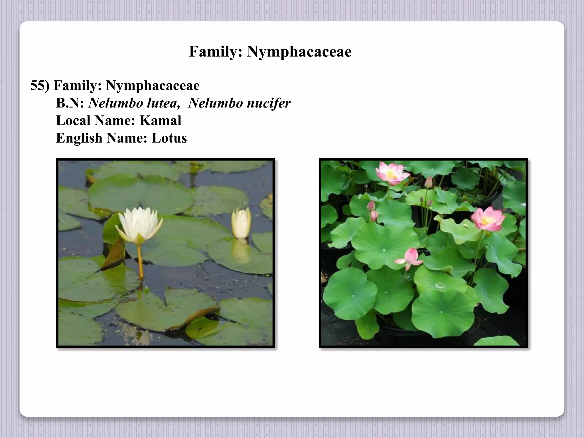 Family: Nymphacaceae
55) Family: Nymphacaceae
B.N: Nelumbo lutea, Nelumbo nucifer
Local Name: Kamal
English Name: Lotus
 