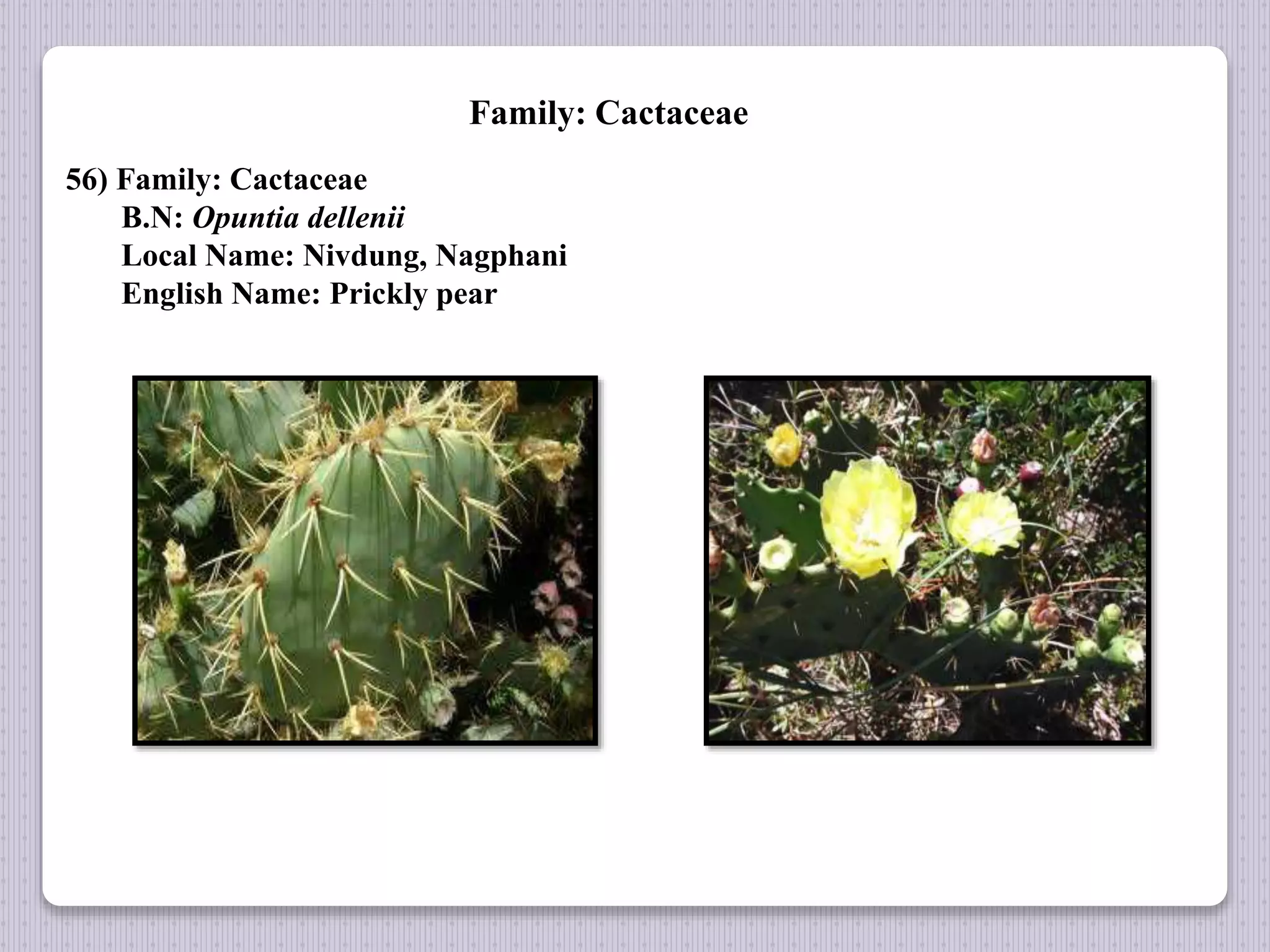 Family: Cactaceae
56) Family: Cactaceae
B.N: Opuntia dellenii
Local Name: Nivdung, Nagphani
English Name: Prickly pear
 