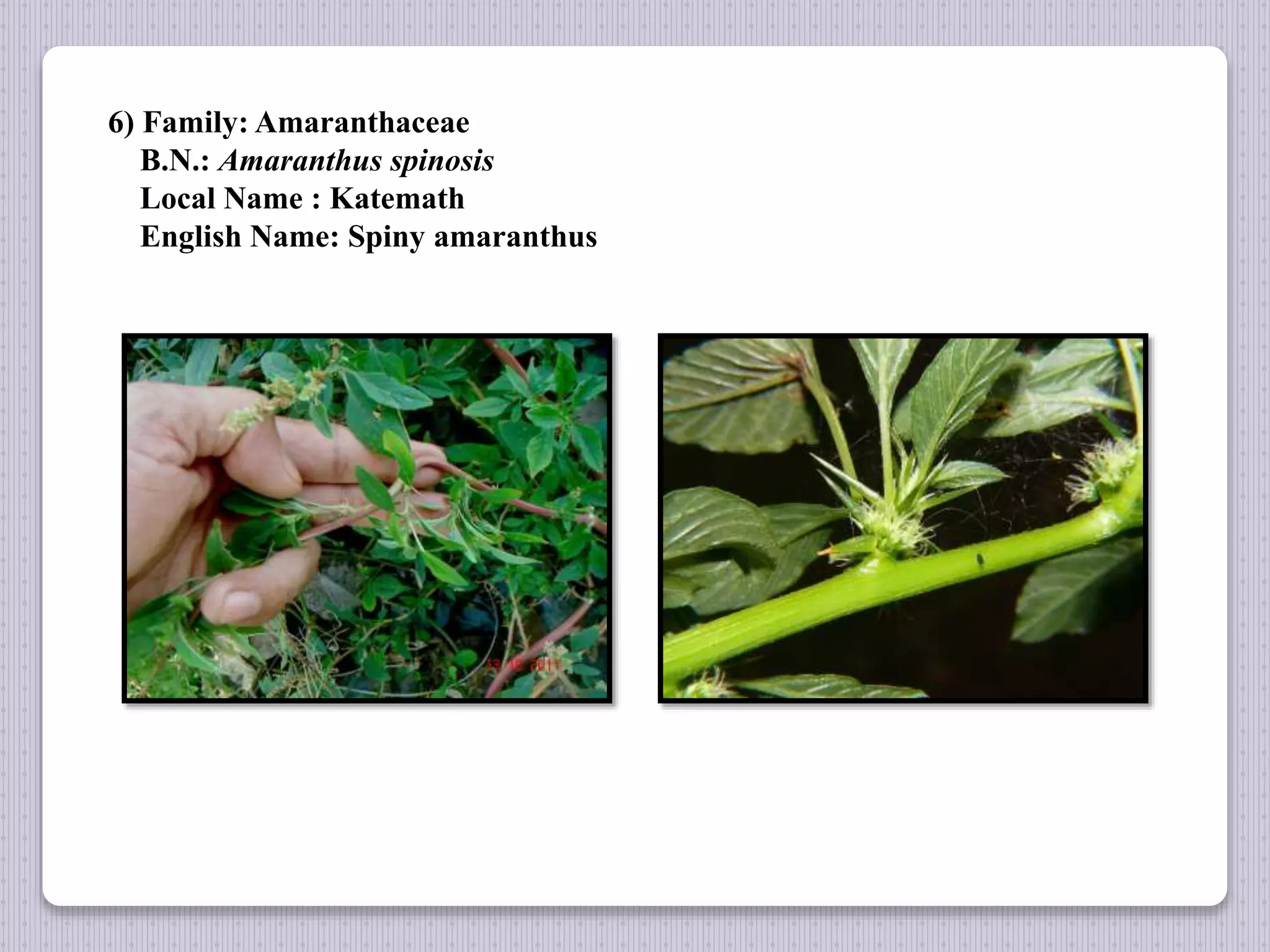 6) Family: Amaranthaceae
B.N.: Amaranthus spinosis
Local Name : Katemath
English Name: Spiny amaranthus
 