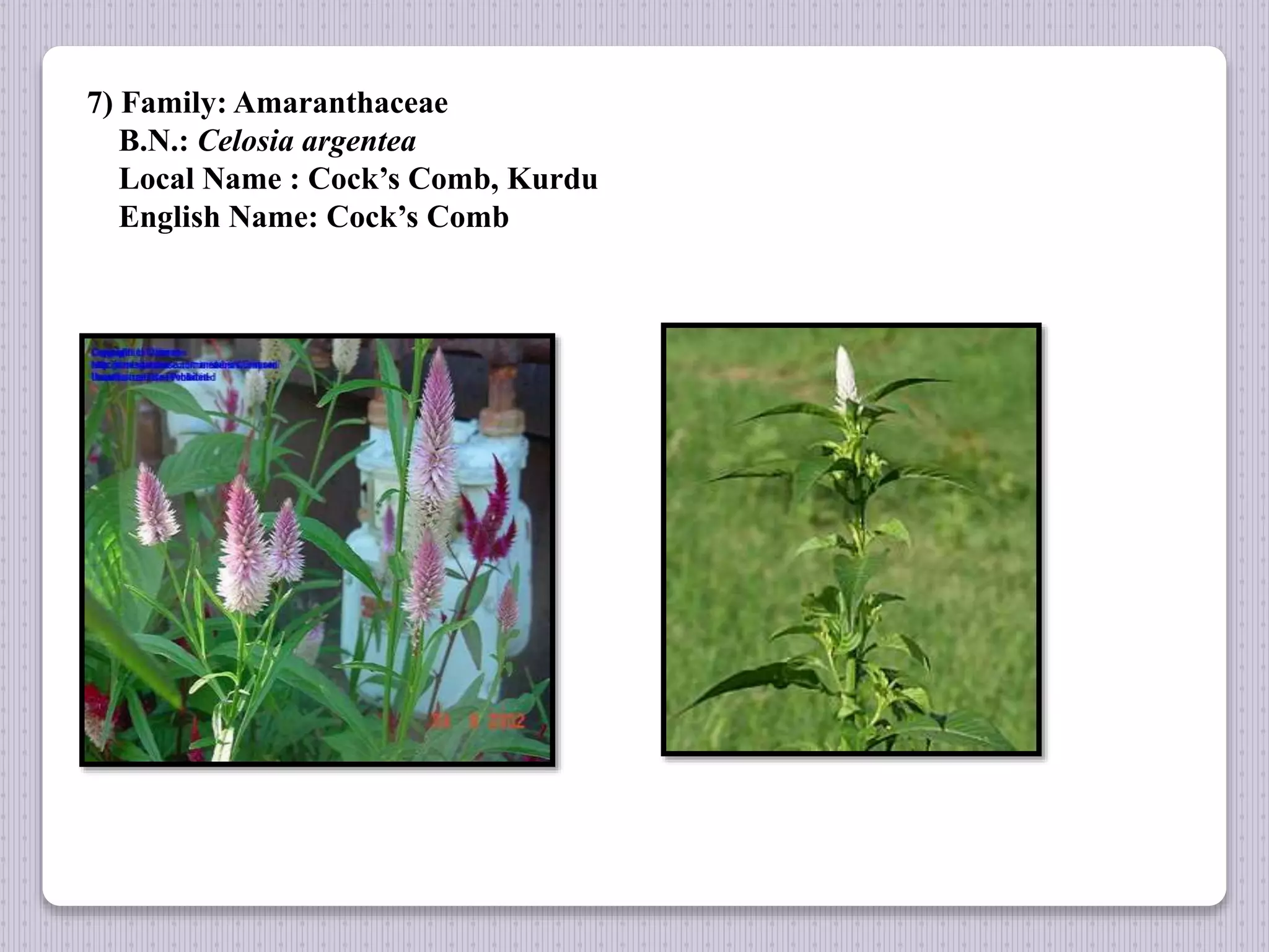 7) Family: Amaranthaceae
B.N.: Celosia argentea
Local Name : Cock’s Comb, Kurdu
English Name: Cock’s Comb
 