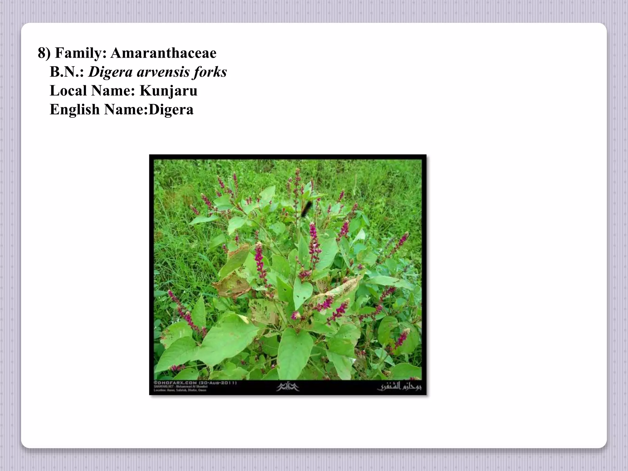 8) Family: Amaranthaceae
B.N.: Digera arvensis forks
Local Name: Kunjaru
English Name:Digera
 