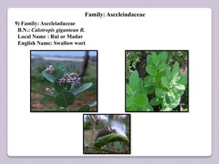 Family: Asccleiadaceae
9) Family: Asccleiadaceae
B.N.: Calotropis gigantean R.
Local Name : Rui or Madar
English Name: Swallow wort
 