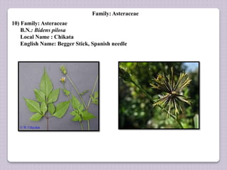 Family: Asteraceae
10) Family: Asteraceae
B.N.: Bidens pilosa
Local Name : Chikata
English Name: Begger Stick, Spanish needle
 