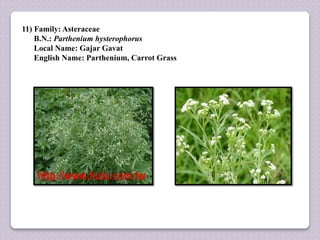 11) Family: Asteraceae
B.N.: Parthenium hysterophorus
Local Name: Gajar Gavat
English Name: Parthenium, Carrot Grass
 