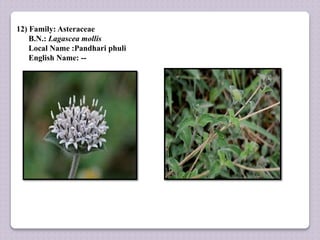12) Family: Asteraceae
B.N.: Lagascea mollis
Local Name :Pandhari phuli
English Name: --
 