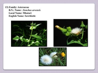 13) Family: Asteraceae
B.N.: Name : Sonchus arvensis
Local Name: Mhatari
English Name: Sowthistle
 