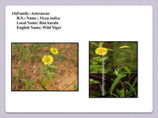14)Family: Asteraceae
B.N.: Name : Vicoa indica
Local Name: Ran karala
English Name: Wild Niger
 