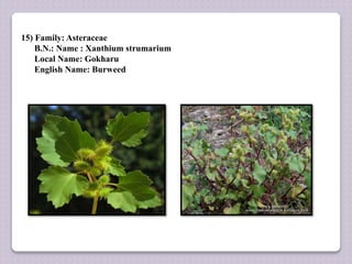 15) Family: Asteraceae
B.N.: Name : Xanthium strumarium
Local Name: Gokharu
English Name: Burweed
 