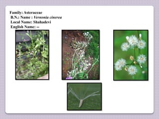 Family: Asteraceae
B.N.: Name : Vernonia cinerea
Local Name: Shahadevi
English Name: --
 