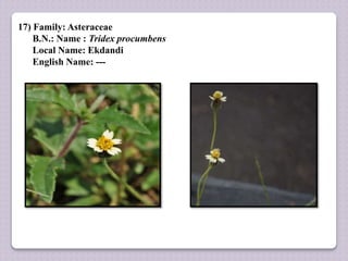 17) Family: Asteraceae
B.N.: Name : Tridex procumbens
Local Name: Ekdandi
English Name: ---
 