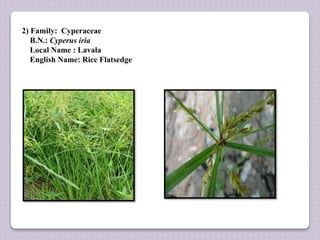 2) Family: Cyperaceae
B.N.: Cyperus iria
Local Name : Lavala
English Name: Rice Flatsedge
 