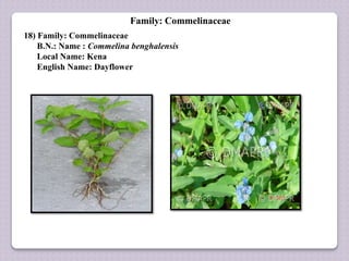 Family: Commelinaceae
18) Family: Commelinaceae
B.N.: Name : Commelina benghalensis
Local Name: Kena
English Name: Dayflower
 