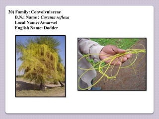 20) Family: Convolvulaceae
B.N.: Name : Cuscuta reflexa
Local Name: Amarwel
English Name: Dodder
 