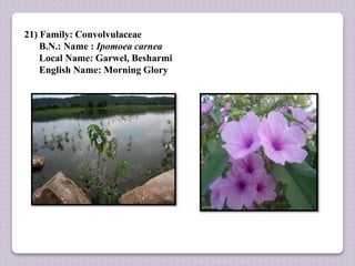21) Family: Convolvulaceae
B.N.: Name : Ipomoea carnea
Local Name: Garwel, Besharmi
English Name: Morning Glory
 