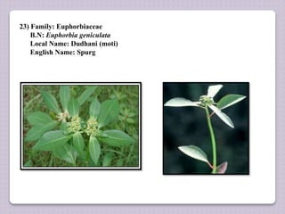 23) Family: Euphorbiaceae
B.N: Euphorbia geniculata
Local Name: Dudhani (moti)
English Name: Spurg
 