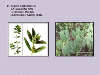 24) Family: Euphorbiaceae
B.N: Euphorbia hirta
Local Name: Dudhani
English Name: Garden Spurg
 