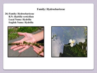 Family: Hydrochariceae
26) Family: Hydrochariceae
B.N: Hydrilla verticillata
Local Name: Hydrilla
English Name: Hydrilla
 