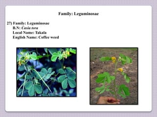 Family: Leguminosae
27) Family: Leguminosae
B.N: Casia tora
Local Name: Takala
English Name: Coffee weed
 
