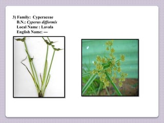 3) Family: Cyperaceae
B.N.: Cyperus difformis
Local Name : Lavala
English Name: ---
 