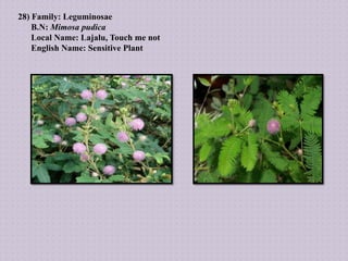 28) Family: Leguminosae
B.N: Mimosa pudica
Local Name: Lajalu, Touch me not
English Name: Sensitive Plant
 