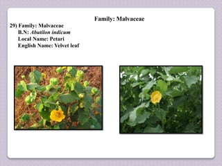 Family: Malvaceae
29) Family: Malvaceae
B.N: Abutilon indicum
Local Name: Petari
English Name: Velvet leaf
 
