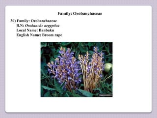Family: Orobanchaceae
30) Family: Orobanchaceae
B.N: Orobanche aegyptica
Local Name: Banbaku
English Name: Broom rape
 