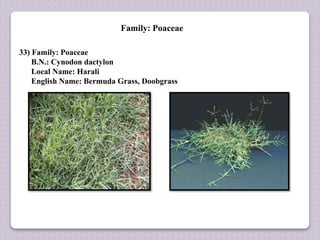 Family: Poaceae
33) Family: Poaceae
B.N.: Cynodon dactylon
Local Name: Harali
English Name: Bermuda Grass, Doobgrass
 