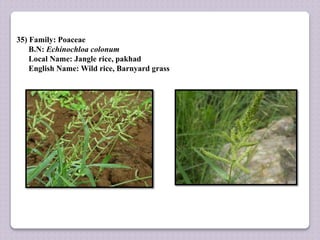 35) Family: Poaceae
B.N: Echinochloa colonum
Local Name: Jangle rice, pakhad
English Name: Wild rice, Barnyard grass
 