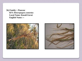 36) Family: : Poaceae
B.N: Heteropogon contortus
Local Name: Kusali Gavat
English Name: --
 