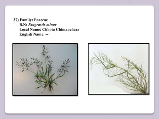 37) Family: Poaceae
B.N: Eragrostis minor
Local Name: Chhota Chimanchara
English Name: --
 