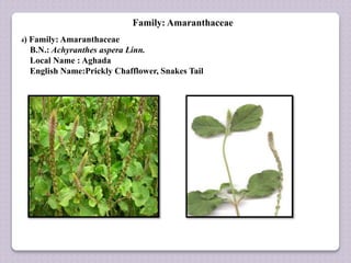 Family: Amaranthaceae
4) Family: Amaranthaceae
B.N.: Achyranthes aspera Linn.
Local Name : Aghada
English Name:Prickly Chafflower, Snakes Tail
 