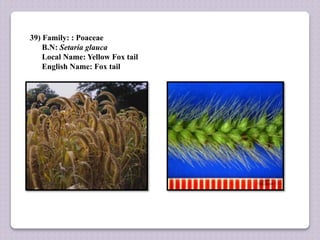 39) Family: : Poaceae
B.N: Setaria glauca
Local Name: Yellow Fox tail
English Name: Fox tail
 