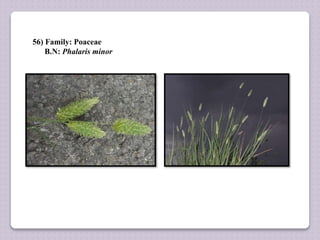 56) Family: Poaceae
B.N: Phalaris minor
 