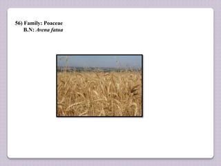 56) Family: Poaceae
B.N: Avena fatua
 