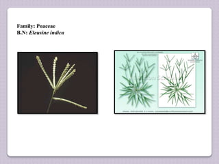Family: Poaceae
B.N: Eleusine indica
 