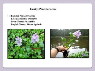 Family: Pontederiaceae
41) Family: Pontederiaceae
B.N: Eichhornia crassipes
Local Name: Jalkumbhi
English Name: Water hycinth
 
