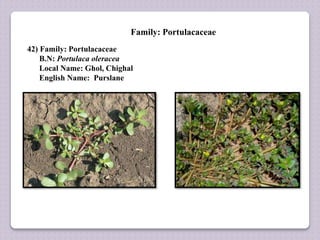 Family: Portulacaceae
42) Family: Portulacaceae
B.N: Portulaca oleracea
Local Name: Ghol, Chighal
English Name: Purslane
 