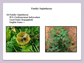 Family: Sapindaceae
43) Family: Sapindaceae
B.N: Cardiospermum halicacabum
Local Name: Kapapphodi
English Name: --
 