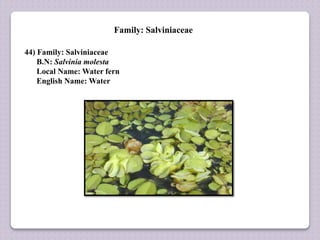 Family: Salviniaceae
44) Family: Salviniaceae
B.N: Salvinia molesta
Local Name: Water fern
English Name: Water
 
